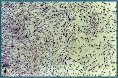 ДОКЛИНИЧЕСКИЕ ИСПЫТАНИЯ